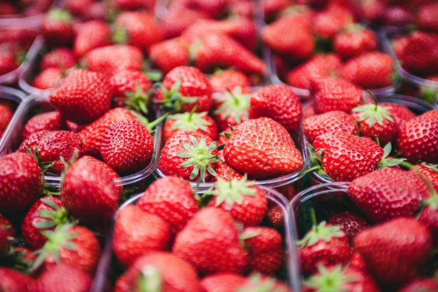 26 Juin 2018 – L’auto-cueillette des fraises pour la saison 2018.   Bienvenue à tous !
